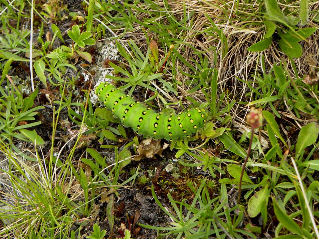 identificazione bruco